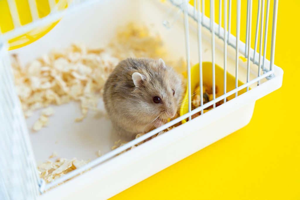 Dürfen Hamster Gurken essen