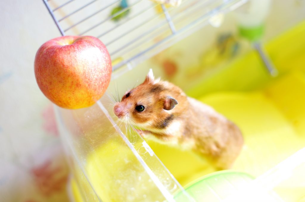 Dürfen Hamster Äpfel essen
