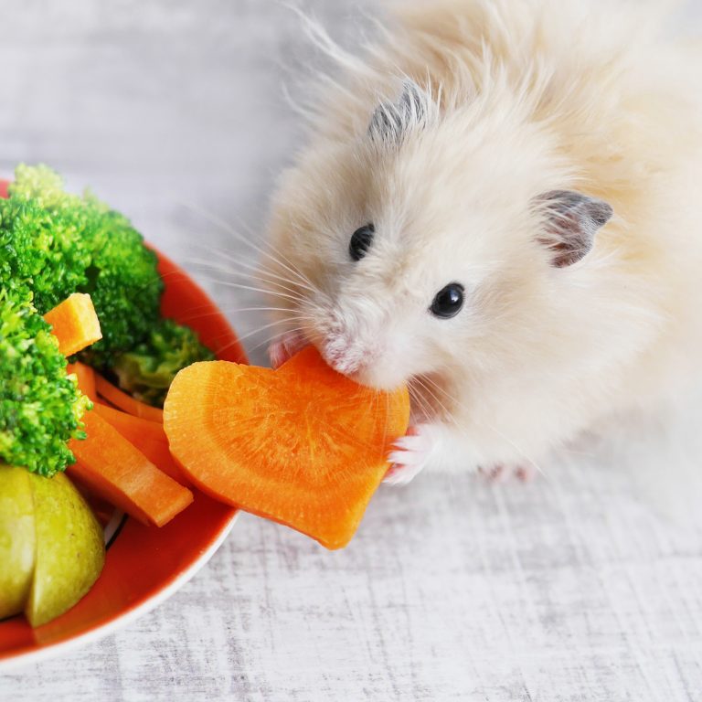 Dürfen Hamster Karotten essen? 9 Antworten auf die wichtigsten Fragen ... - Hamster Eating Carrots 1 768x768