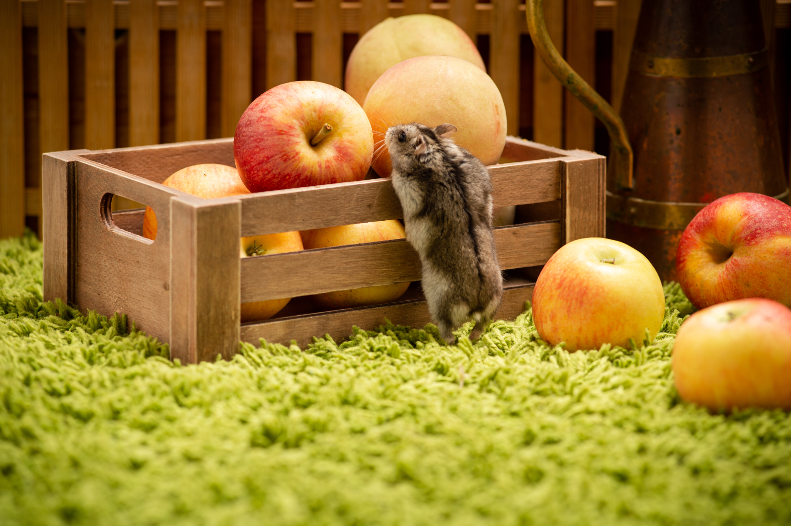dürfen Hamster Äpfel essen