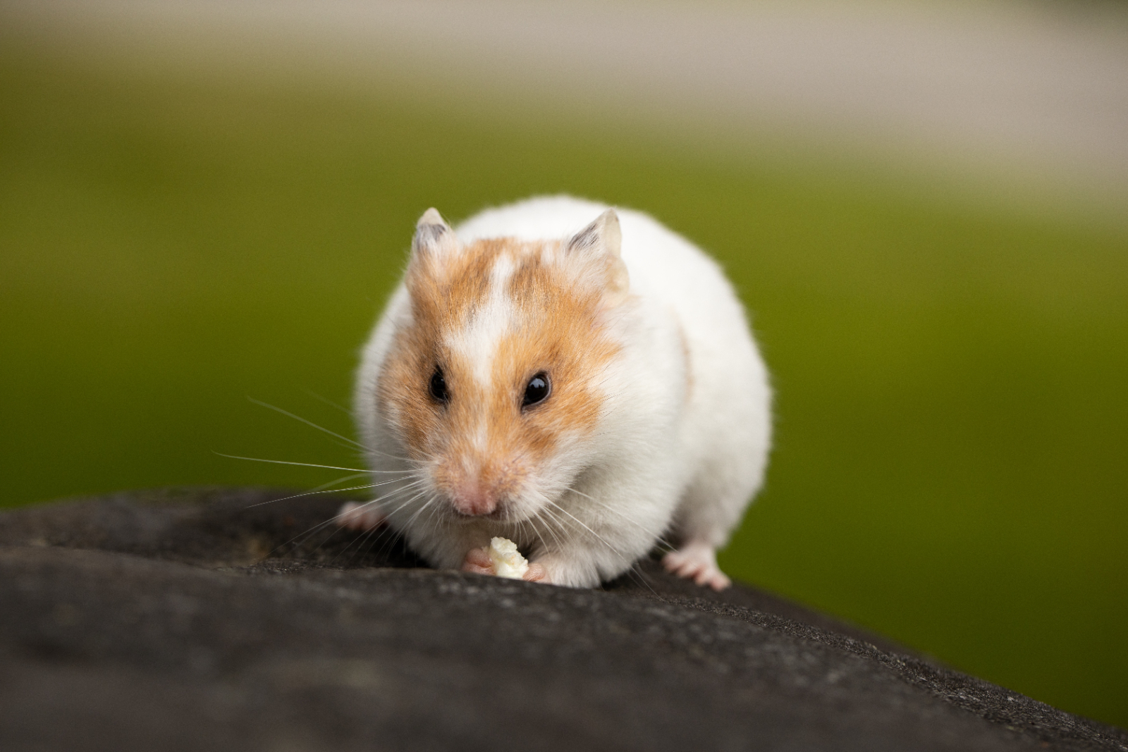 Dürfen Hamster Salat essen? Die Antwort ist nicht ganz einfach. Tiier