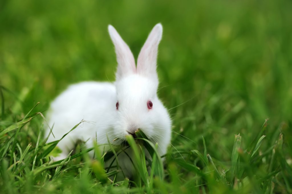 Wie füttert man am besten Kaninchen Blumenkohl