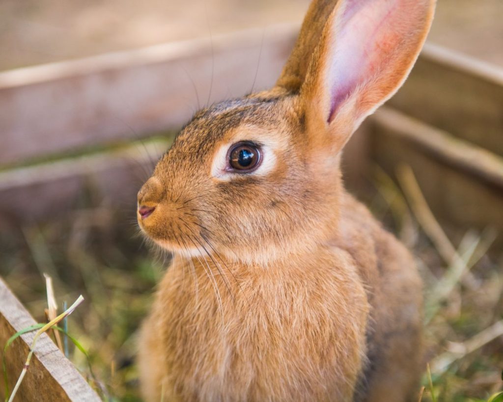 Welche gesundheitlichen Risiken haben Gurken für Kaninchen
