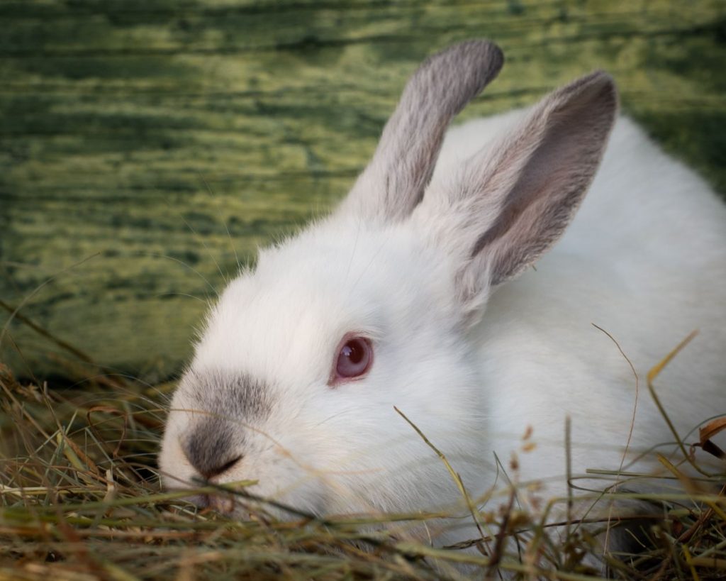 Wie oft darf ein Kaninchen Gurken essen