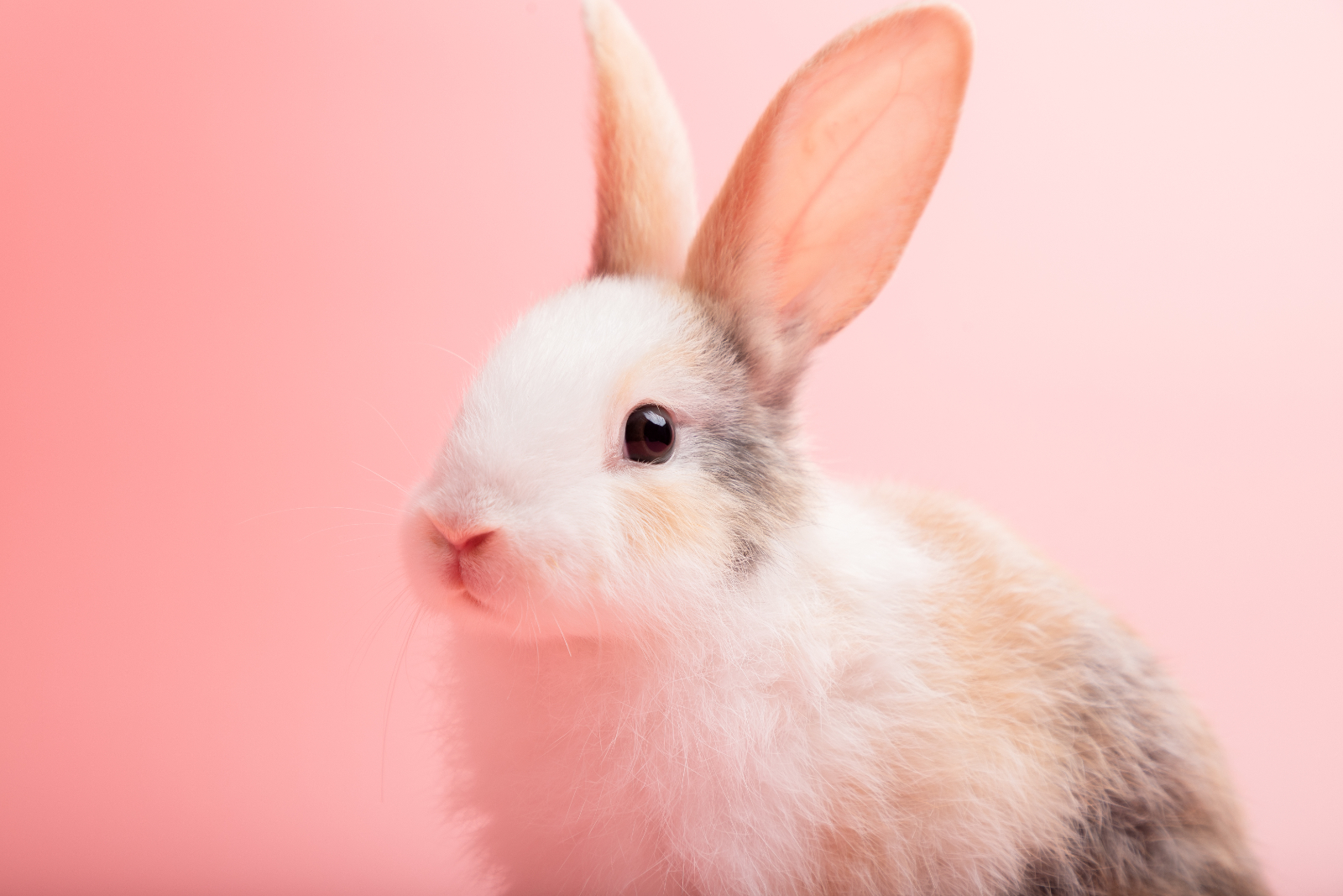 Dürfen Kaninchen Blumenkohl essen