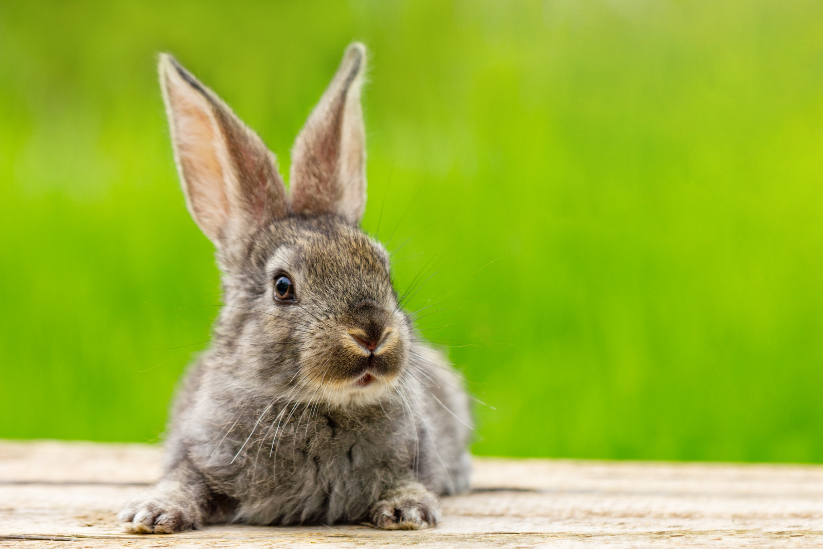 Dürfen Kaninchen Zucchini essen? 5 Dinge musst du beachten Tiier