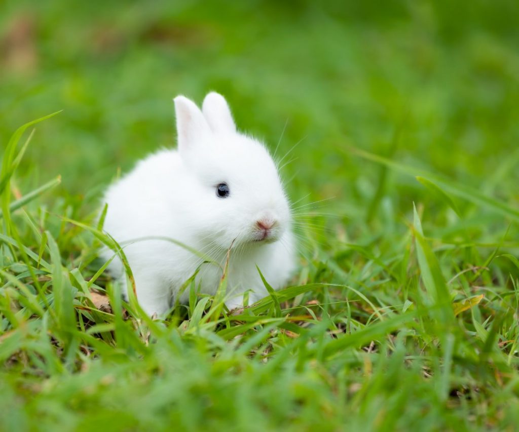 Dürfen junge Kaninchen Kartoffeln essen?