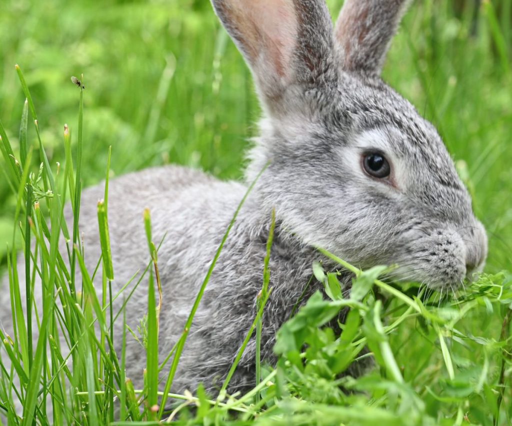 gesundheitlichen Risiken hat Rucola für Kaninchen
