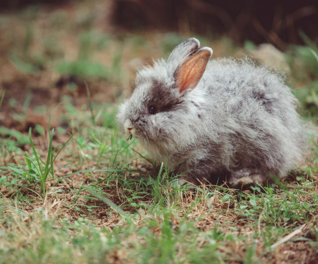 Dürfen junge Kaninchen Paprika essen?