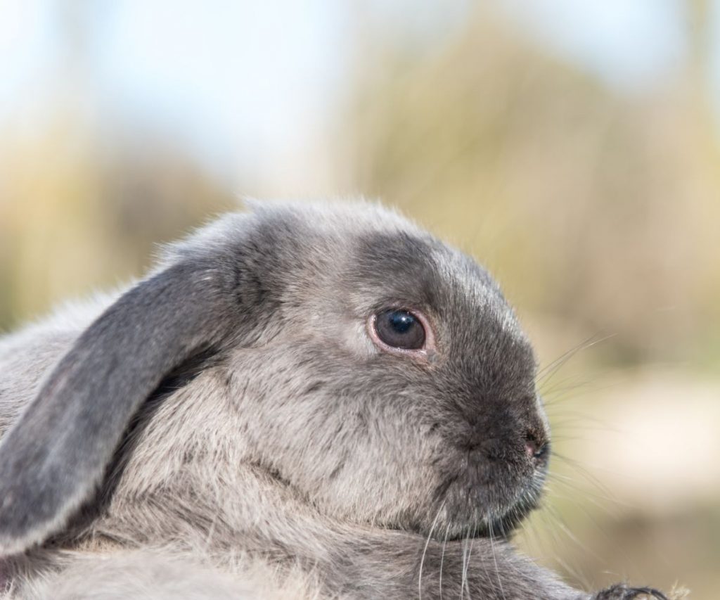 Dürfen Kaninchen Rucola essen