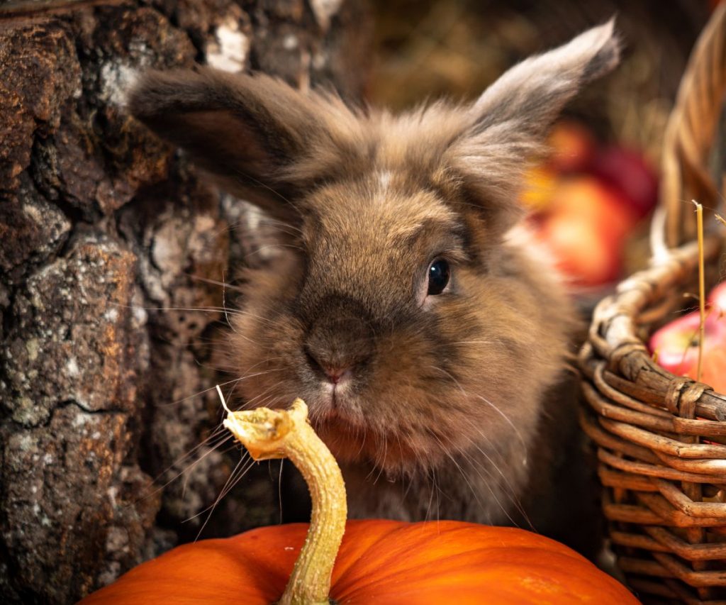 Dürfen Kaninchen Kürbis essen
