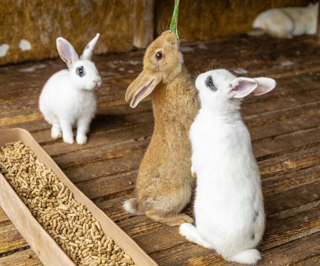Wie viel Rucola darf ein Kaninchen fressen