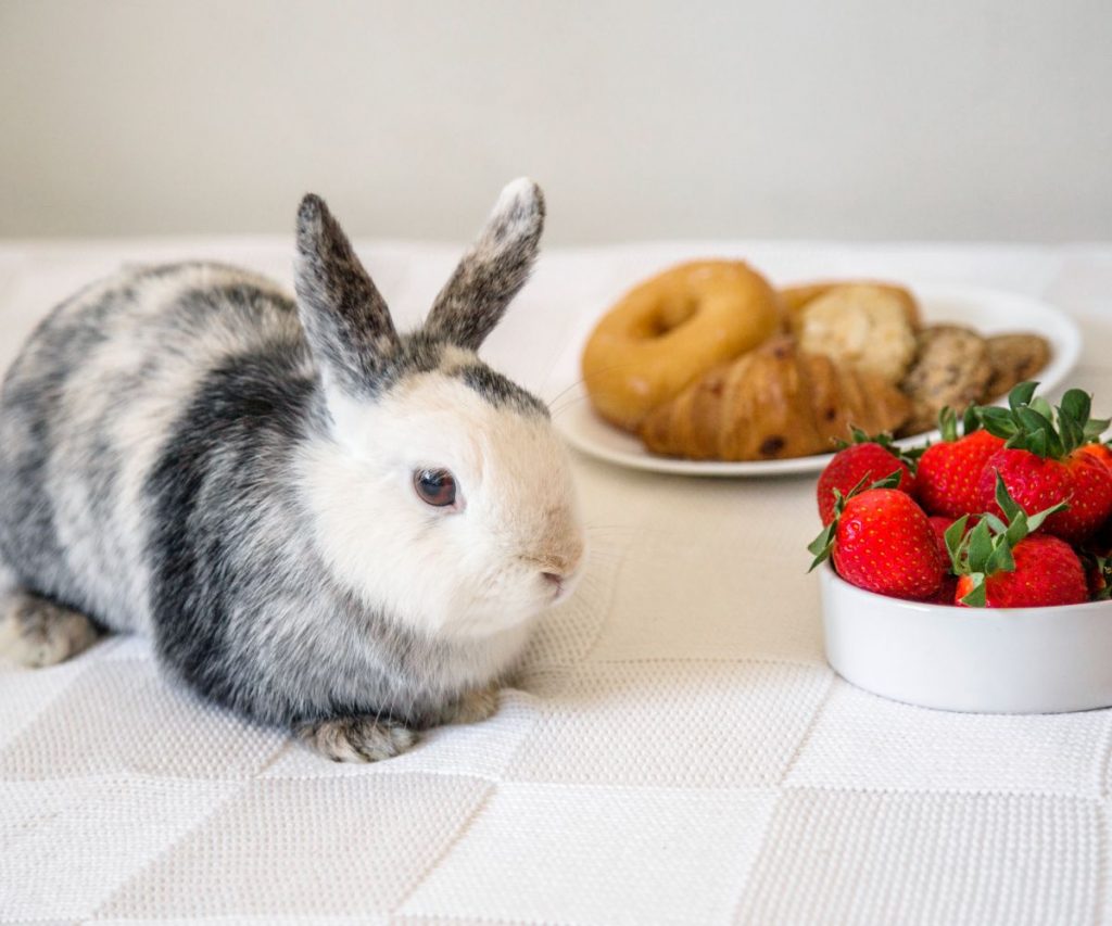 Dürfen junge Kaninchen Erdbeeren essen?