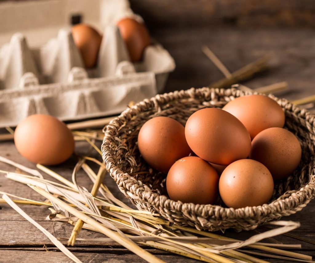 Wie füttert man am besten Hamster Eier?