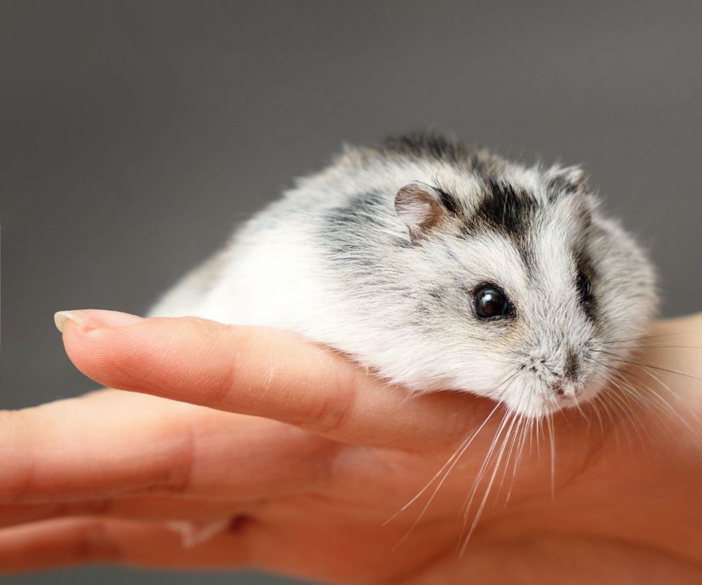 Welche gesundheitlichen Risiken hat Ei für Hamster?