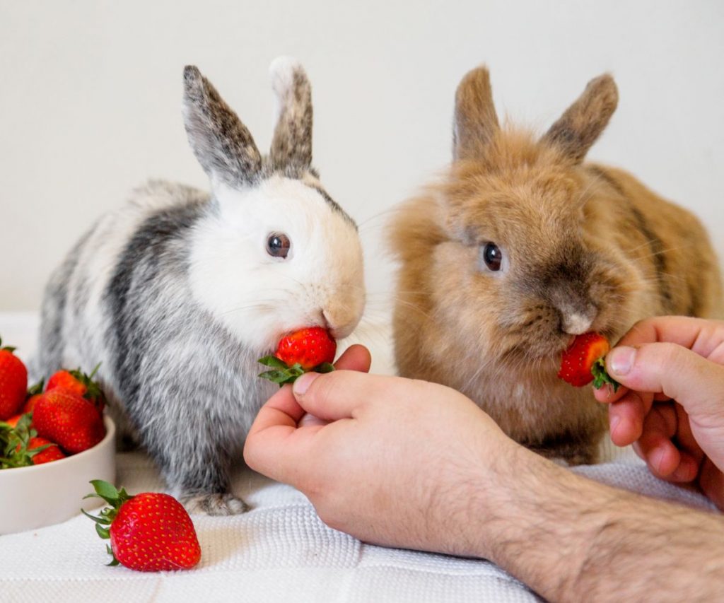 Vertragen Kaninchen Erdbeeren