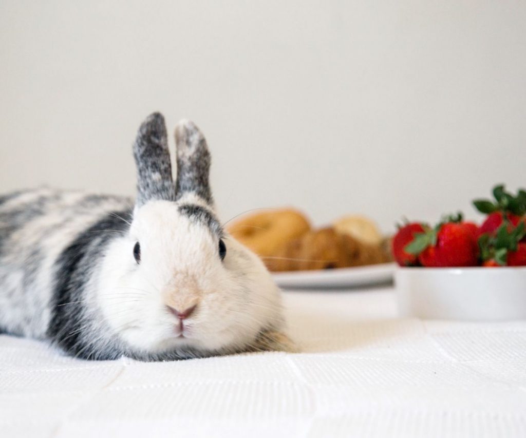 Dürfen Kaninchen Erdbeeren essen