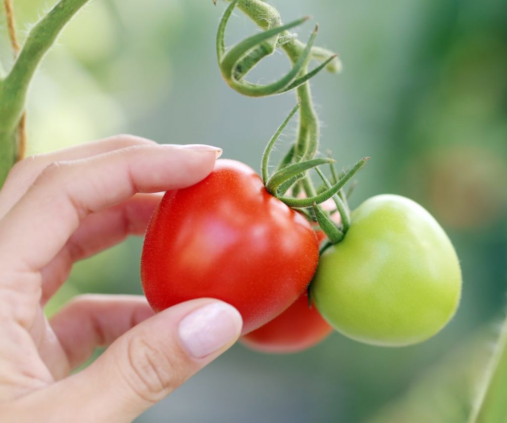 Dürfen Kaninchen grüne Tomaten essen?